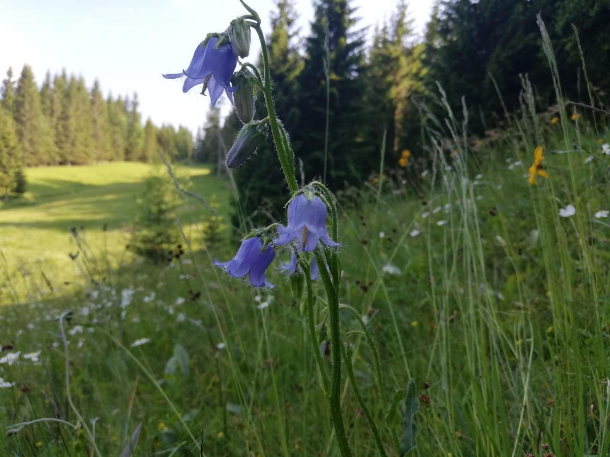 Brunarica Na Goreljeku Bohinj Buitenkant foto
