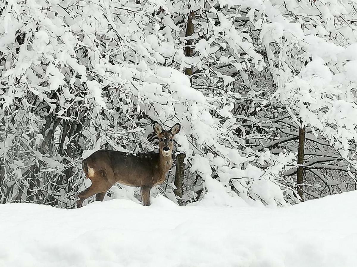 Brunarica Na Goreljeku Bohinj Buitenkant foto
